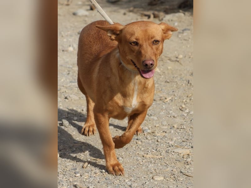 Minnie, anhänglich, lernwillig, freundlich