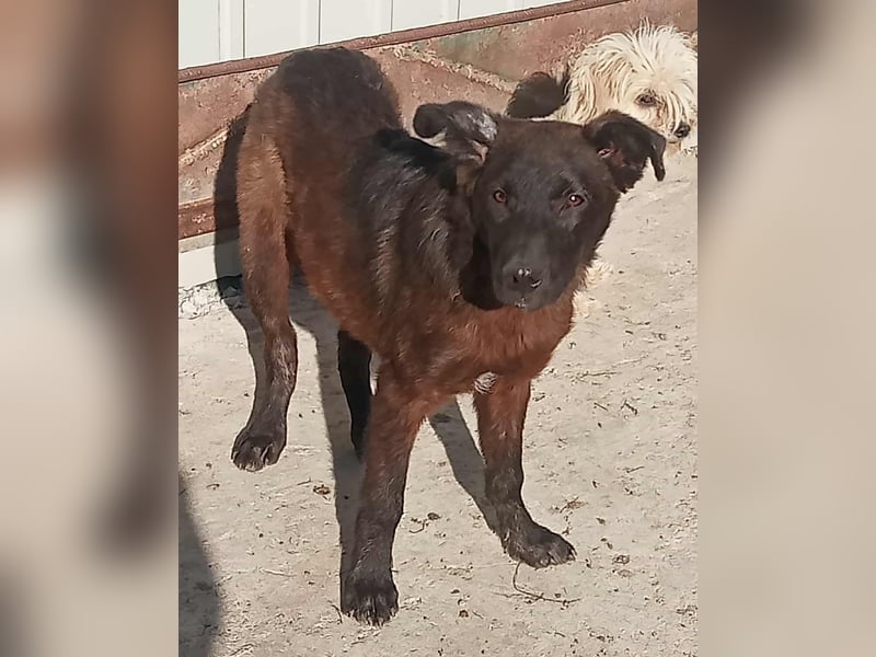 Maxi - neugierig und verspielt