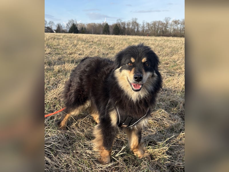 Lio - verschmust und neugierig - BEREITS IN DEUTSCHLAND