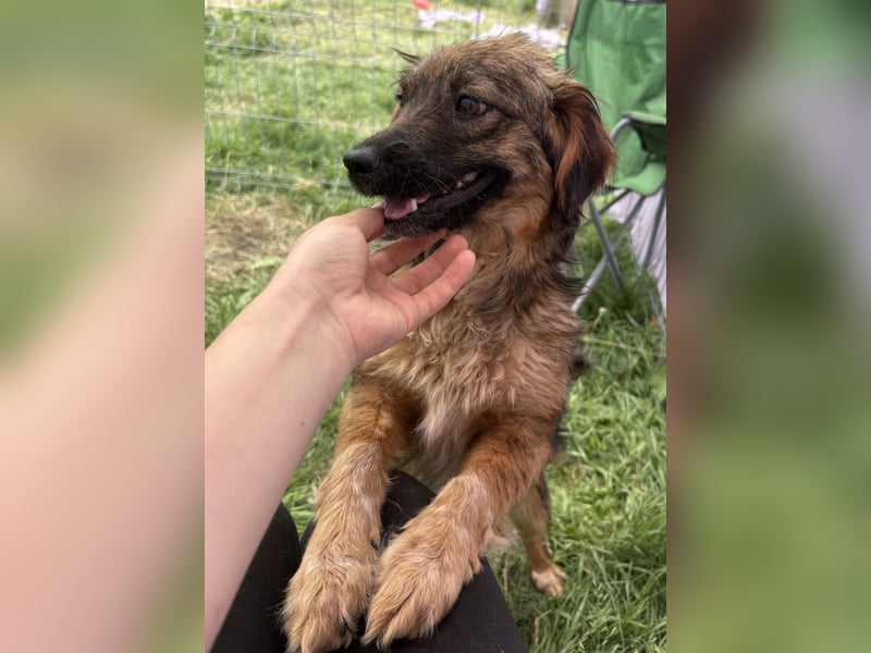 Enya - neugierig und aufmerksam