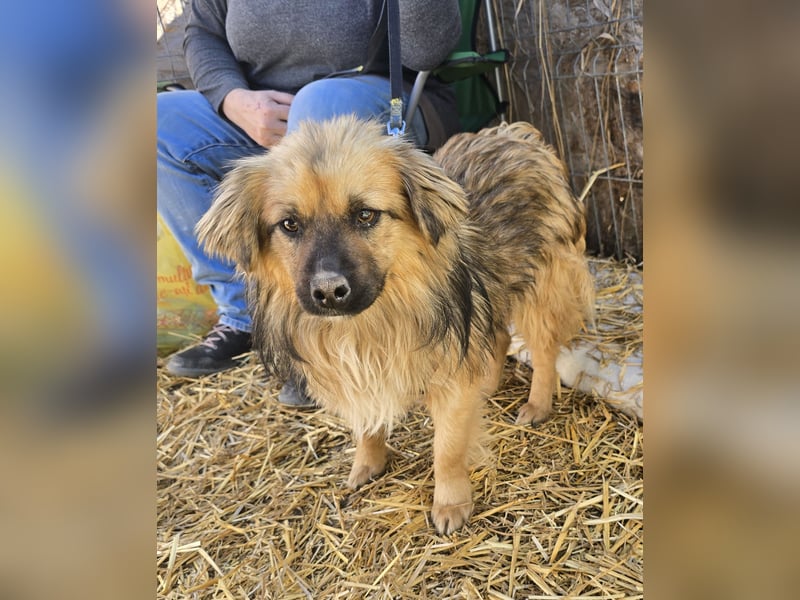 Carlo - verschmust und freundlich