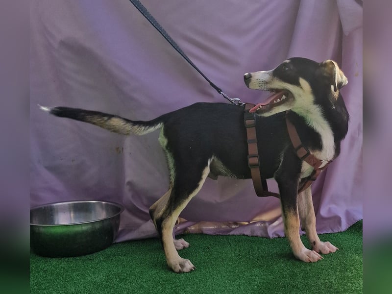 Paule - aufgeweckt und neugierig