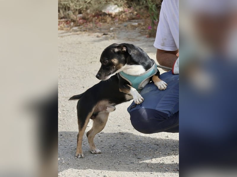 Toby - lässt sich gerne anfassen, zutraulich und aufmerksam