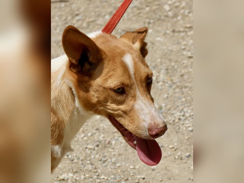 Goofy- Streichelfreund, offen und freundlich BEREITS IN DEUTSCHLAND