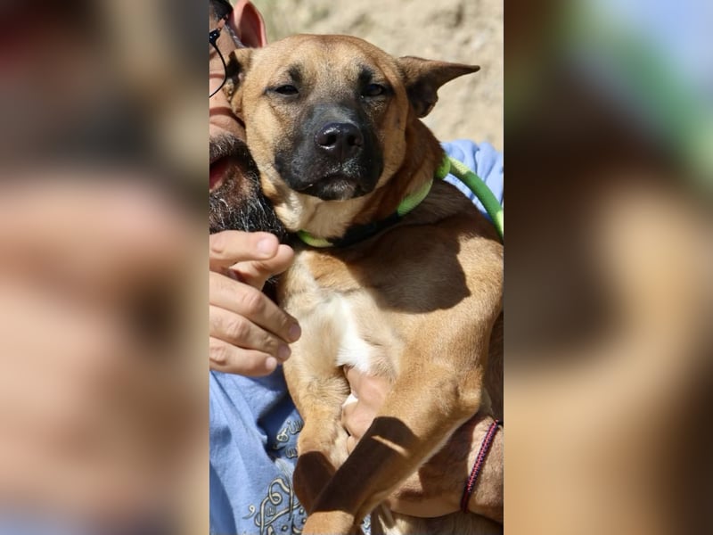 Sara - aufmerksam, verschmust und neugierig