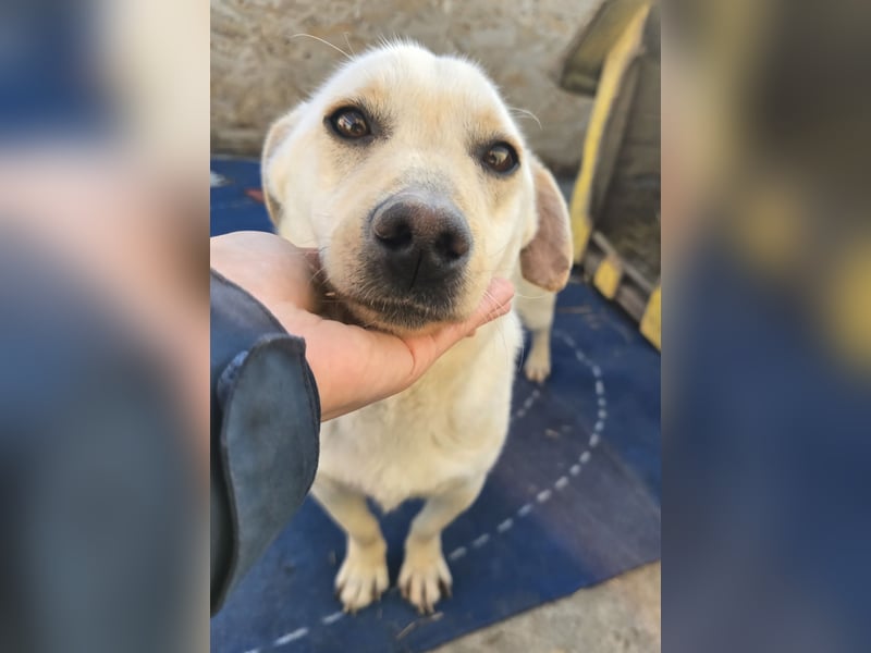 Robin - freundlich und lernwillig