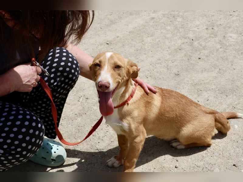 Goofy- Streichelfreund, offen und freundlich BEREITS IN DEUTSCHLAND