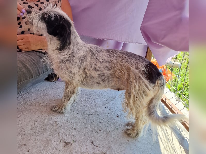 Whitney - neugierig und verschmust