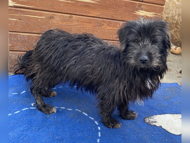 Zausel - verschmust und zugänglich