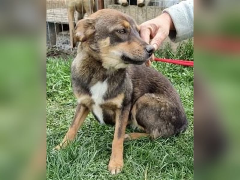 Maddy - agil und interessiert