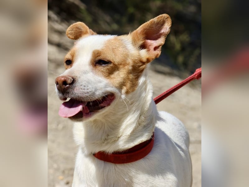 Kevin, aufgeweckt, verspielt, verschmust