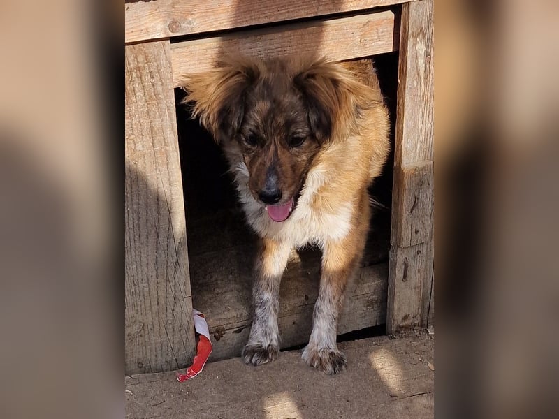 Peanut - aufgeschlossen und freundlich