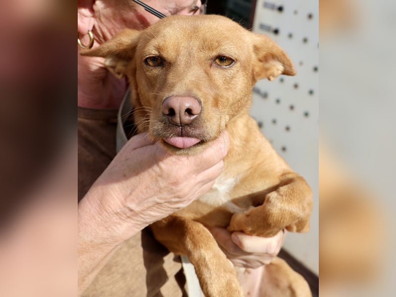 Minnie, anhänglich, lernwillig, freundlich