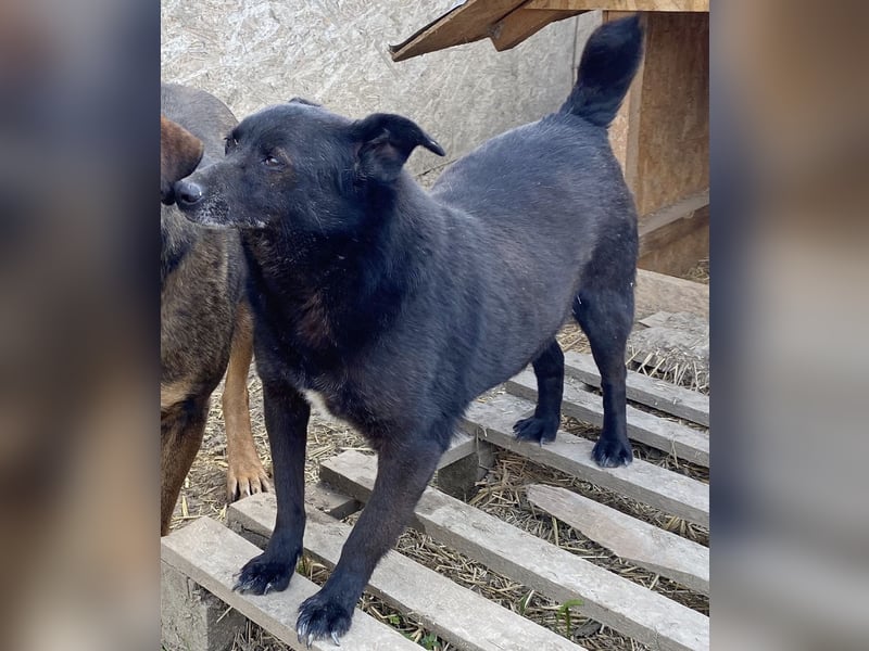 Silene - sanft und verträglich