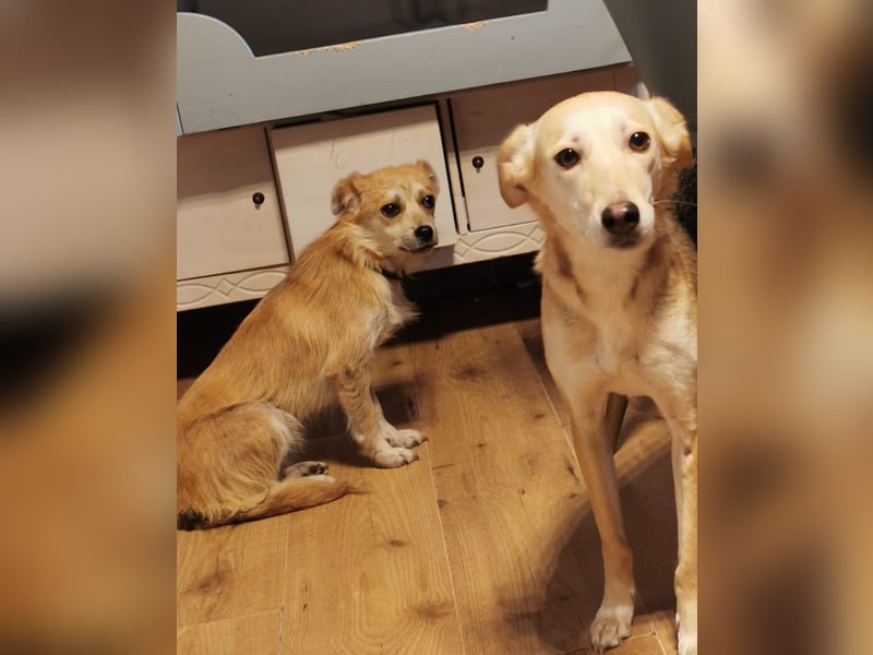 Lotte - gut verträglich - BEREITS IN DEUTSCHLAND