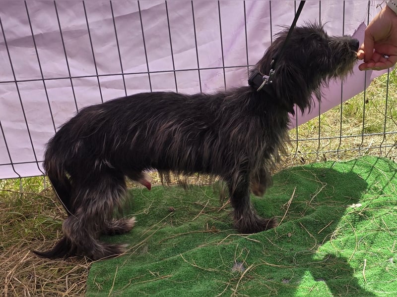 Zausel - verschmust und zugänglich