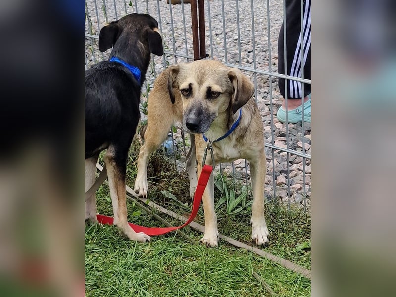 Caya - neugierig und verträglich - BEREITS IN DEUTSCHLAND