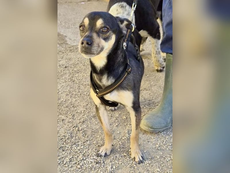 Donald - verschmust, offen und lernwillig