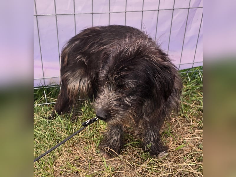 Zausel - verschmust und zugänglich