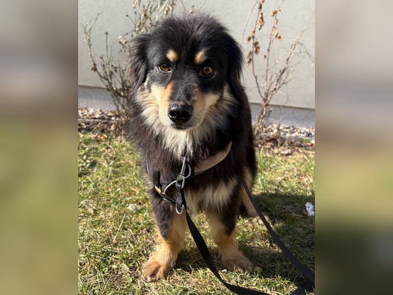 Lio - neugierg und leinenführig - BEREITS IN DEUTSCHLAND