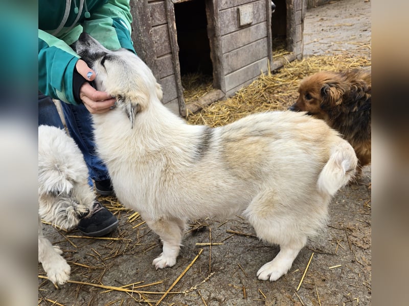 Jubata - freundlich und verschmust