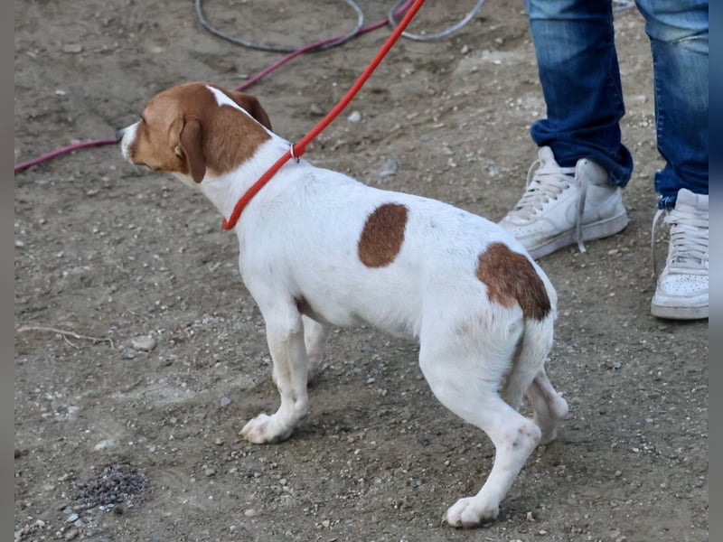 Atlas - neugierig, aufmerksam und verschmust