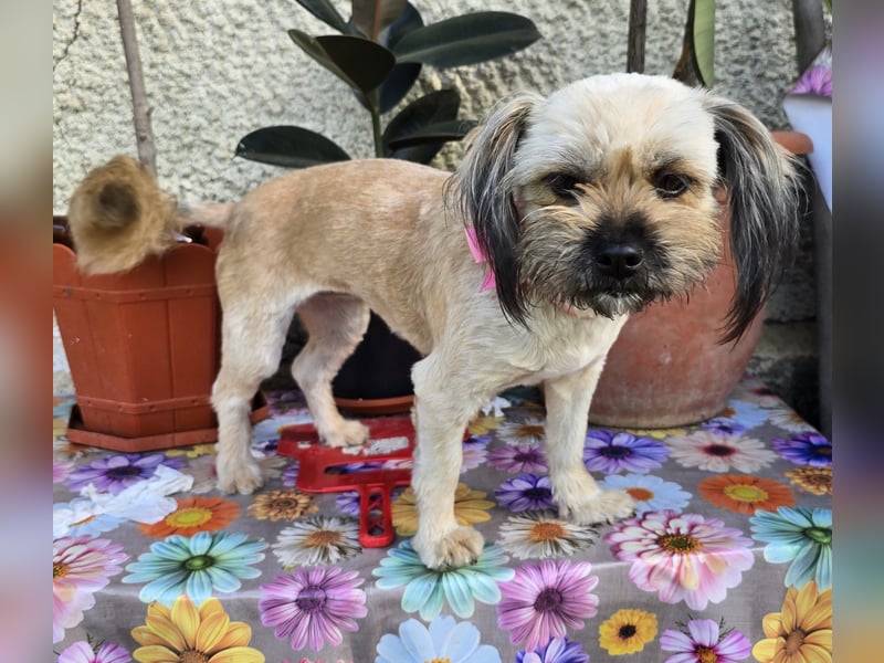 Minka - zutraulich und verschmust