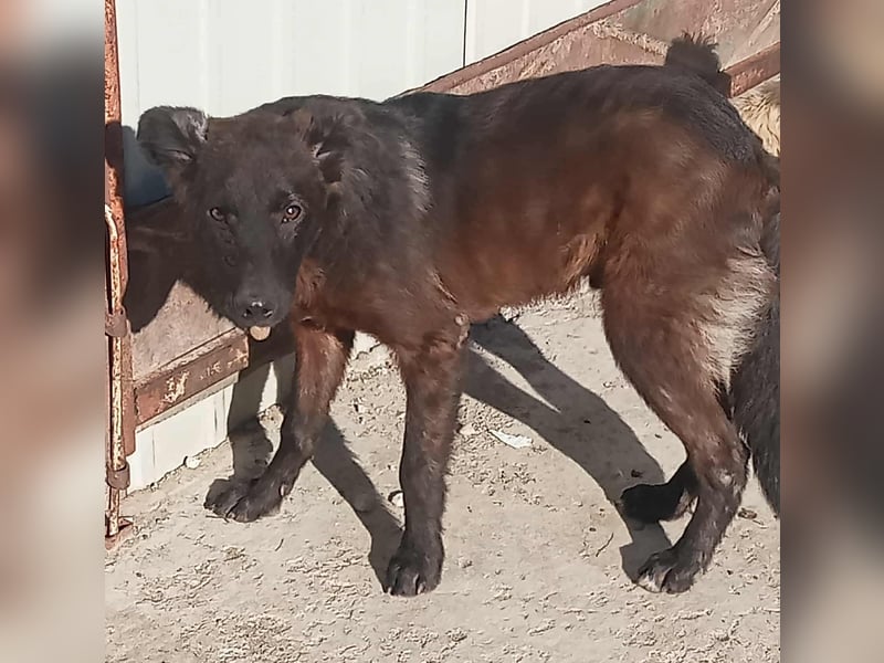 Maxi - neugierig und verspielt