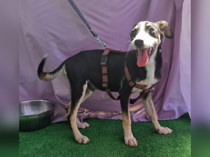 Paule - aufgeweckt und neugierig