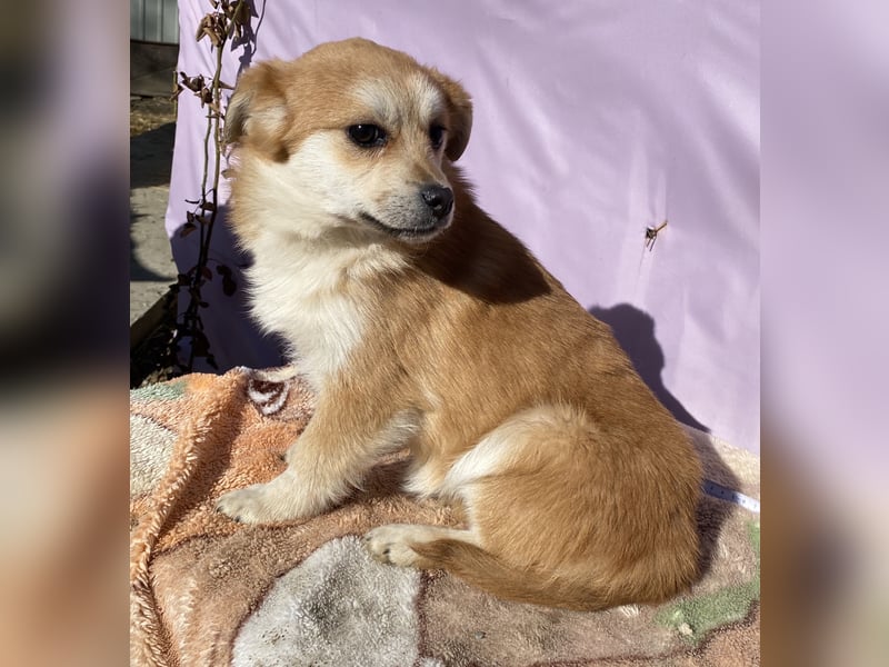 Lotte - gut verträglich - BEREITS IN DEUTSCHLAND