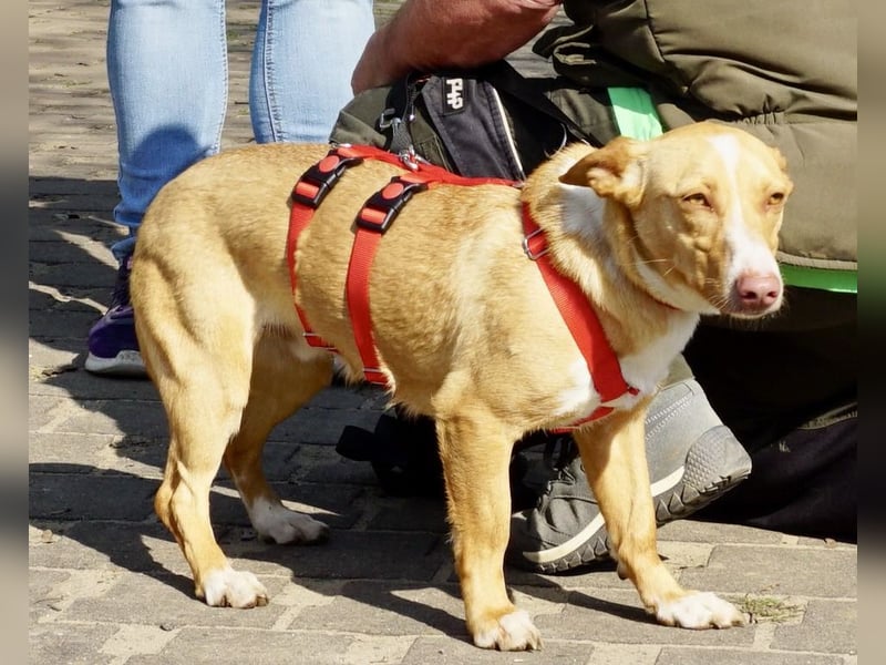 Goofy- Streichelfreund, offen und freundlich BEREITS IN DEUTSCHLAND