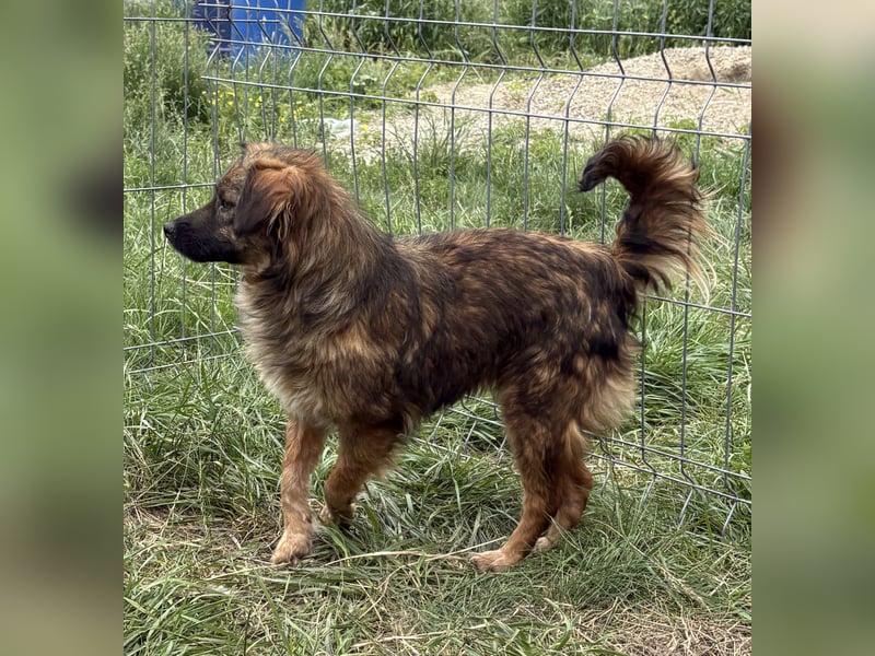 Enya - neugierig und aufmerksam