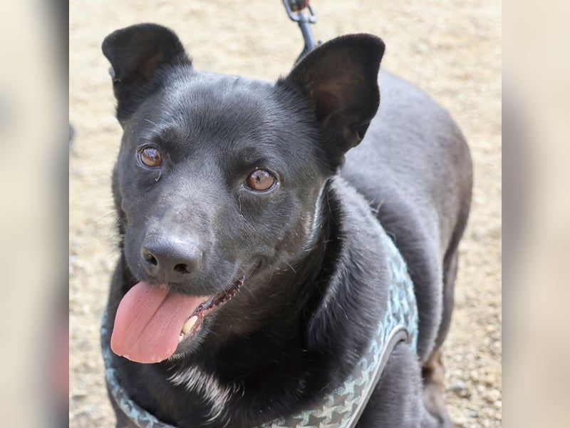 Zeus - lässt sich gerne streicheln,  neugierig und freundlich