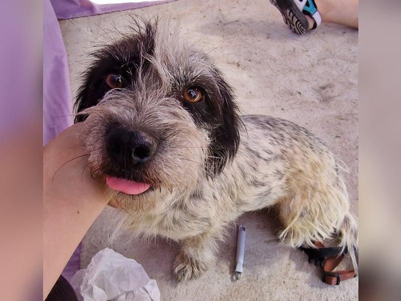 Whitney - neugierig und verschmust