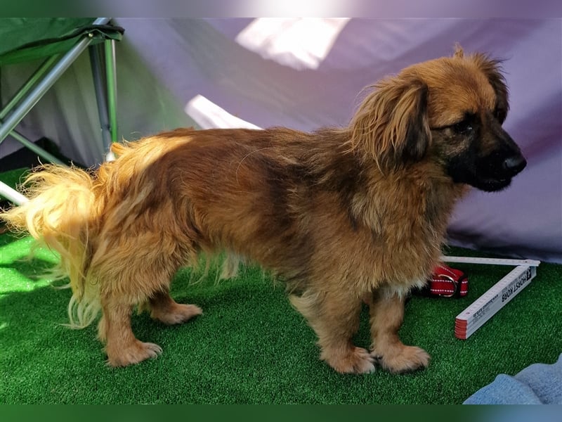 Nemo - schlau und aufmerksam