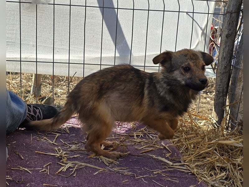 Anne - freundlich und verträglich