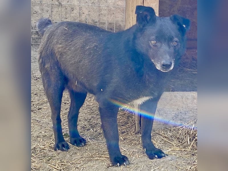 Silene - zurückhaltend und verträglich