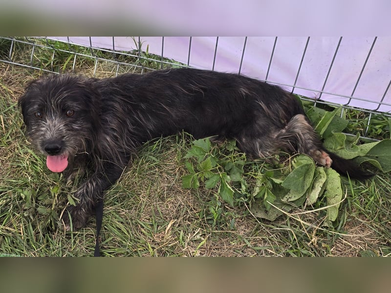 Zausel - verschmust und zugänglich