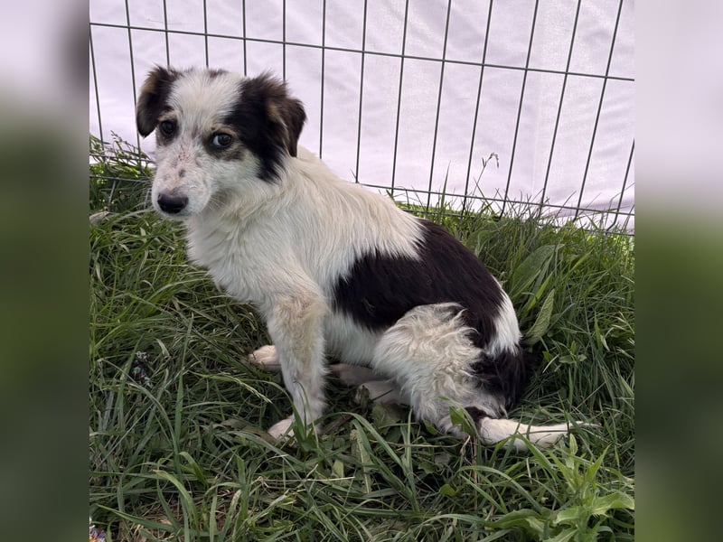 Elliot - jung und lernwillig