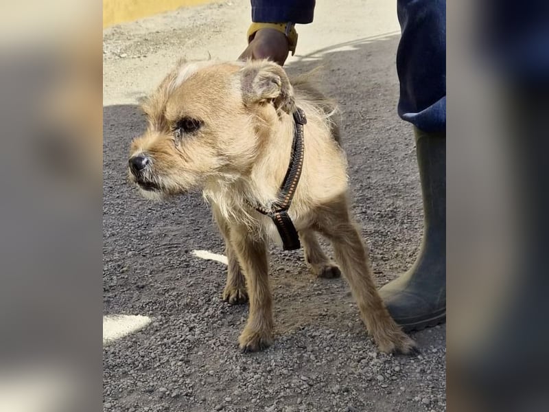 Alfie - verschmust, zutraulich und aufmerksam