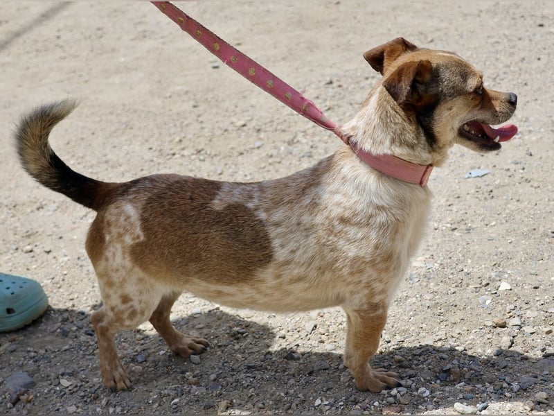 Sinatra - lässt sich gerne anfassen, neugierig und zutraulich