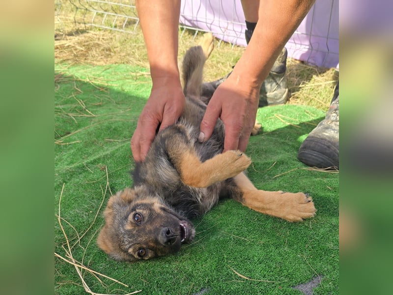 Nuri - jung und aufgeweckt