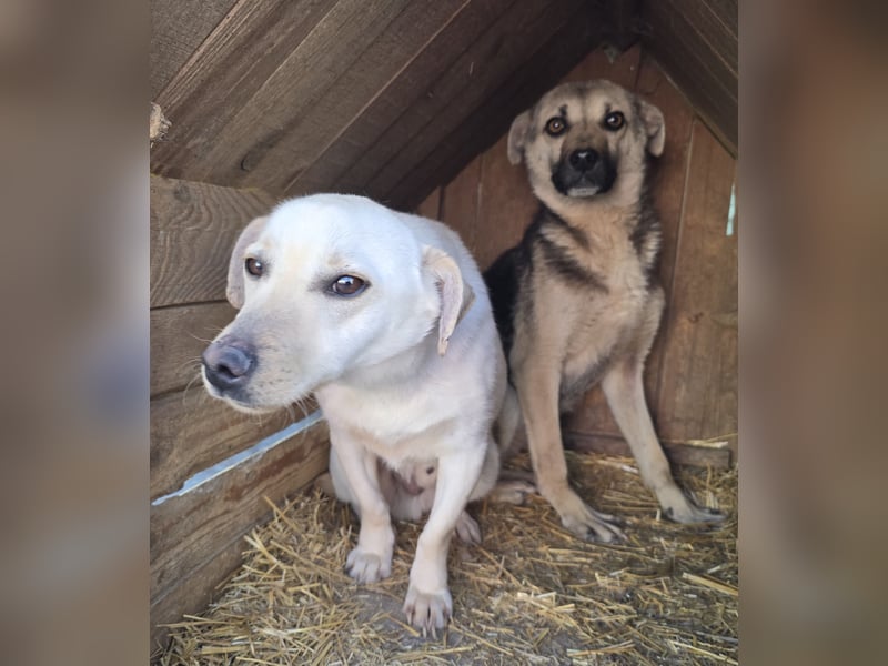 Robin - freundlich und lernwillig