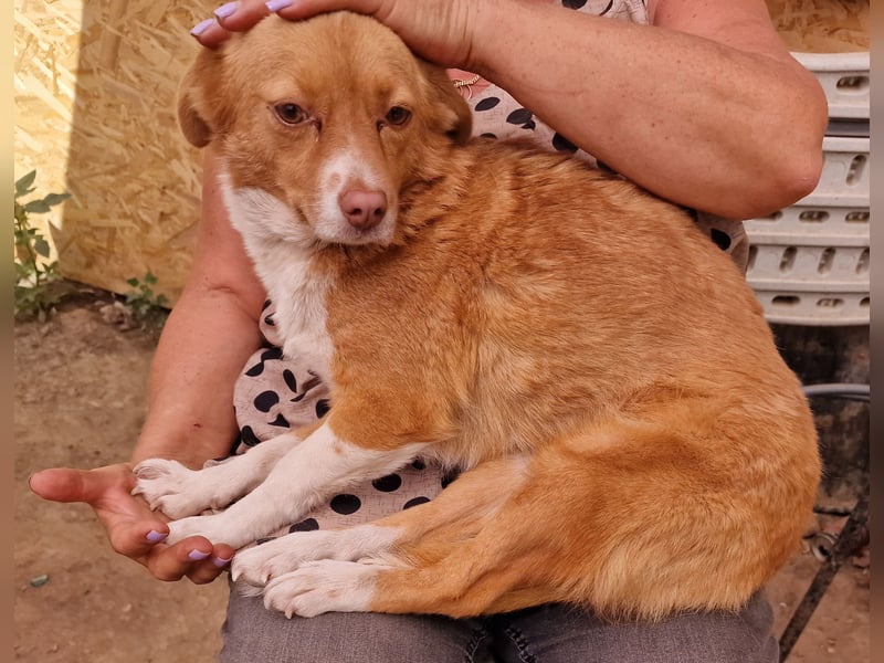 Ovana - freundlich und vorsichtig