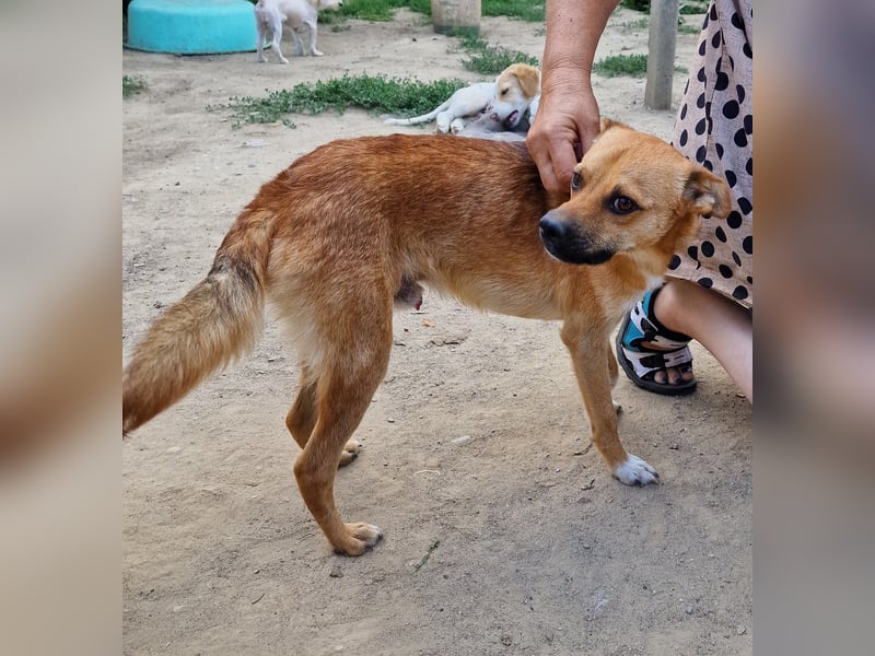 Magnus - zutraulich und menschenbezogen