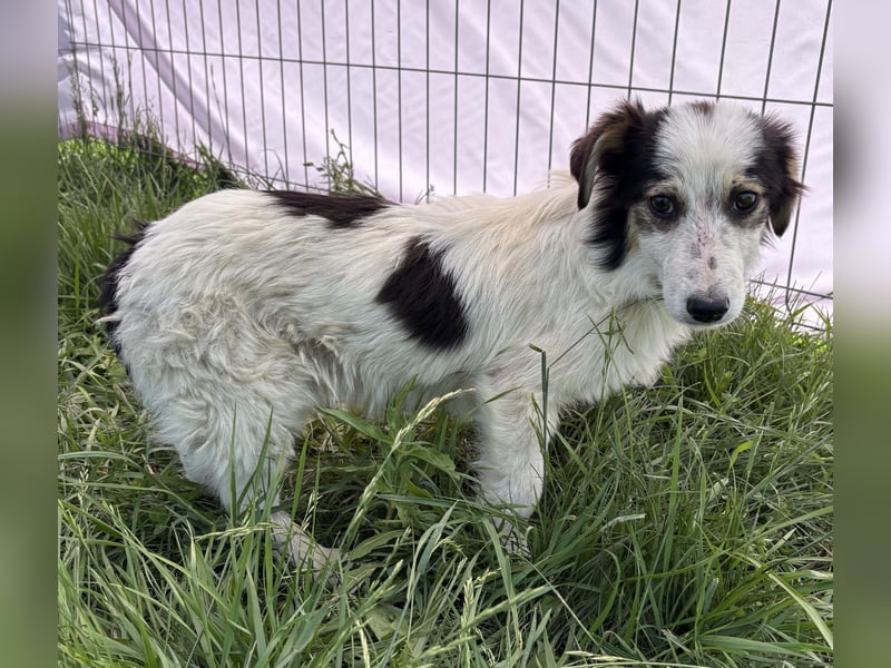 Elliot - jung und lernwillig