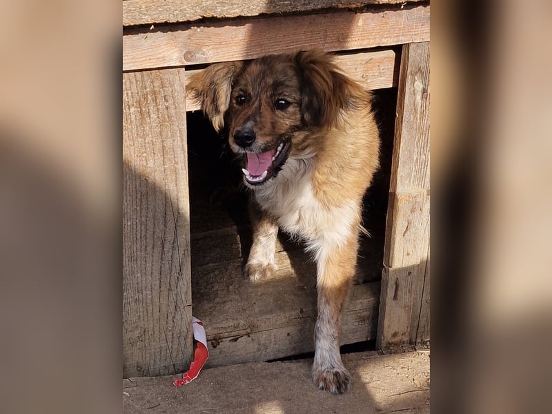 Peanut - aufgeschlossen und freundlich