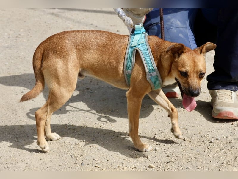 Ollie, offen, freundlich und verträglich