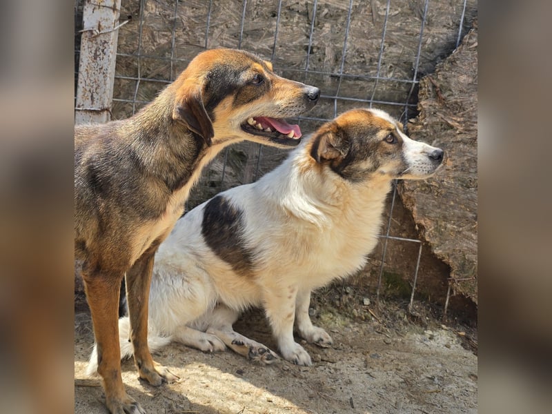 Yuma - verträglich und schüchtern