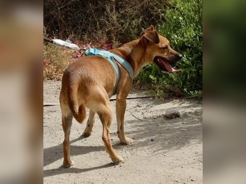 Ollie, offen, freundlich und verträglich